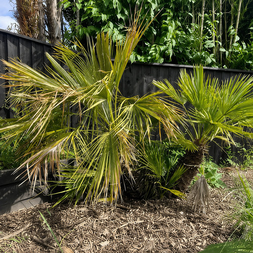 Fully grown palm trees for - grown,