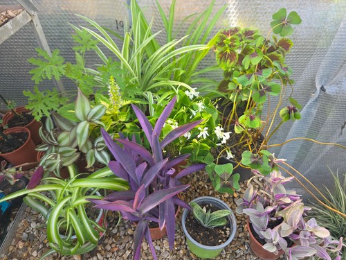 Indoor plants set 12 - indoor,