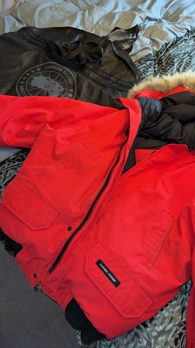 Canada goose chilliwack - goose,