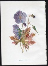 c1902 Hulme Familiar Wild