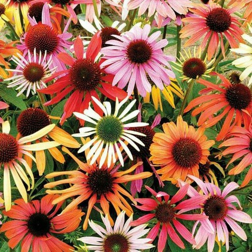 Echinacea - , (cone