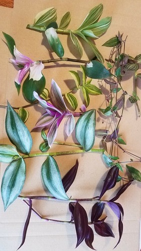 Tradescantia wandering jew - tradescantia,