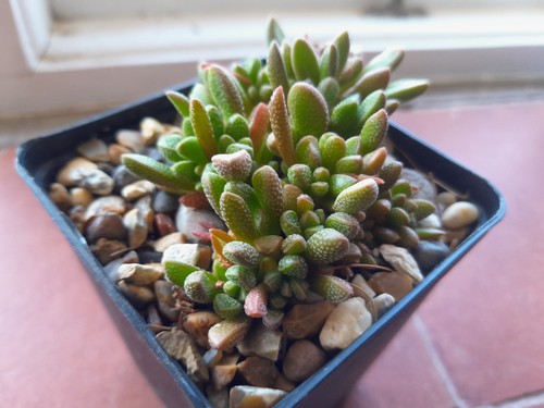 Crassula fragarioides 9cm pot