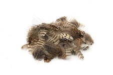 Woodcock Body Plumage Feathers