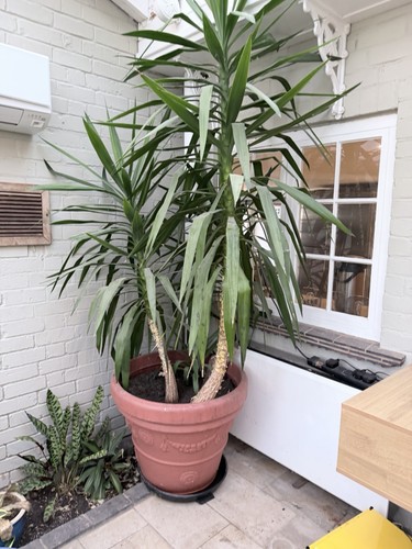 Large mature yucca plant - large,