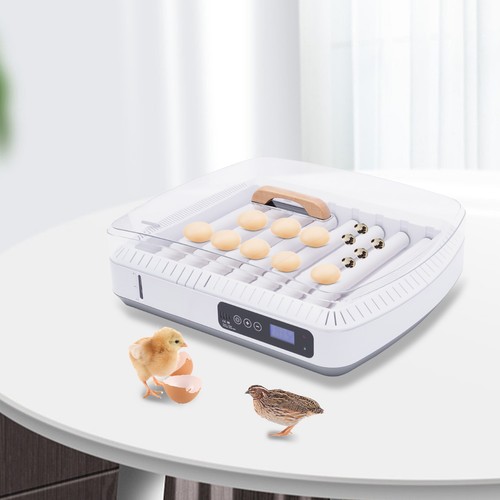 Eggs digital incubator - 35,