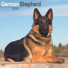 German Shepherds Wall Calendar 2026