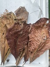 10x Indian Almond Catappa