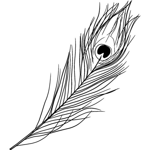 Peacock feather unmounted - 'peacock, feather'