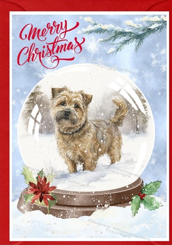 Norfolk terrier dog christmas - dog,