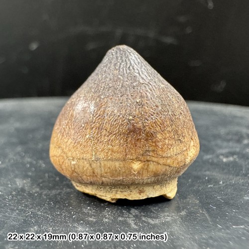 Rare fossilised mosasaur