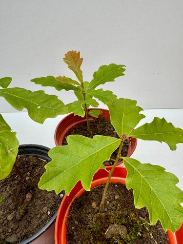 English oak tree saplings - oak,