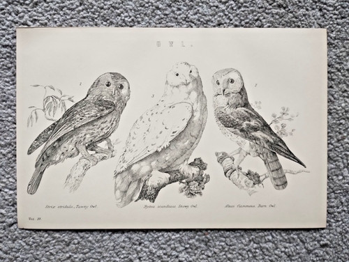 Examples owls antique - examples,