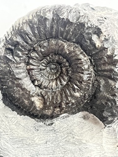 Small peronoceras fossil - peronoceras,