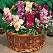 Stocks mini plug plants mixed