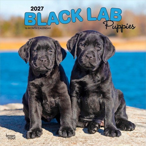 Black labrador retriever - black,