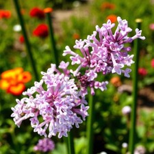 Syringa Flowerfesta Palibin in
