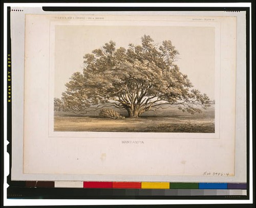 Photo manzanita tree 1855 - tree,