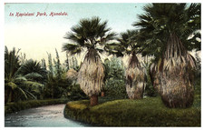 Giant Queen Palm Trees in