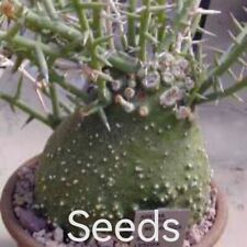 Adenia kirkii  S eeds  10/20/50pcs  Low germination