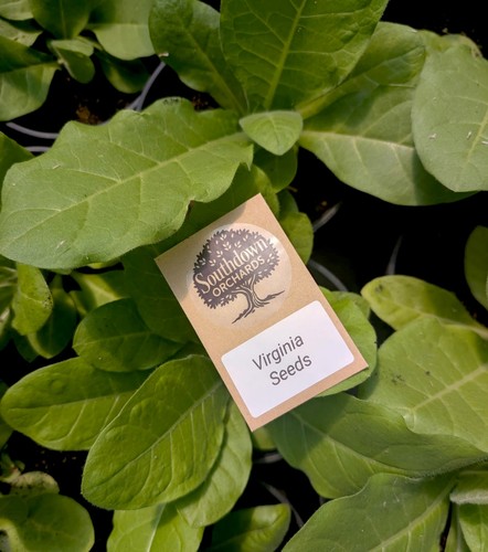 Tobacco seeds virginia x2000 - tobacco,
