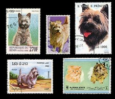 CAIRN TERRIER Scottish Dog