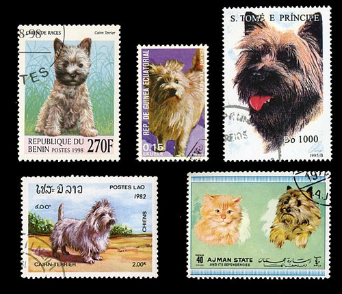 Cairn terrier scottish dog - terrier,