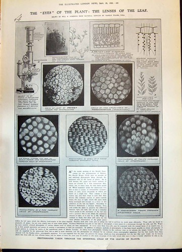 Old 1908 microscope - 1908, plant