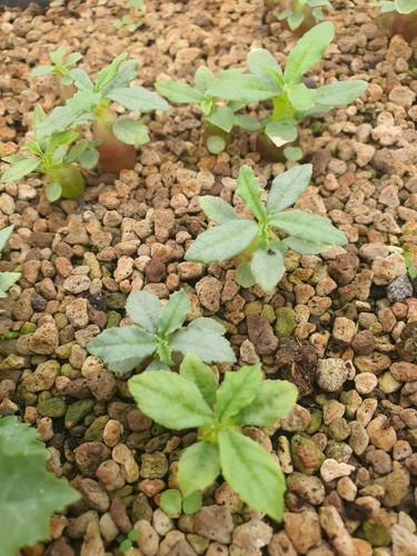 Dorstenia hildebrandtii 150 - dorstenia,