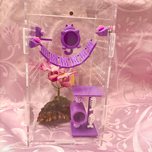 Jumping spider enclosure cat - enclosure,