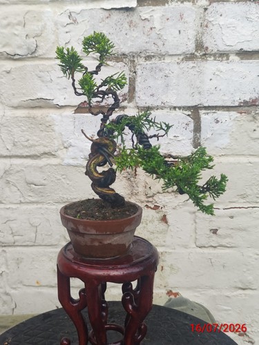 Mini juniper bonsai - mini,