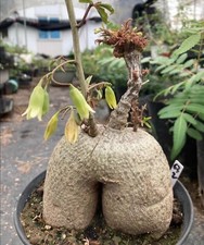 Rare adenia sp.nova digitata leaf  WYSIWYG Own Root mother plant