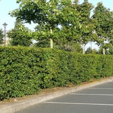 1 Native Hornbeam Hedging