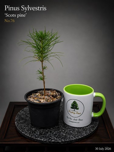 Scots pine bonsai - scots,