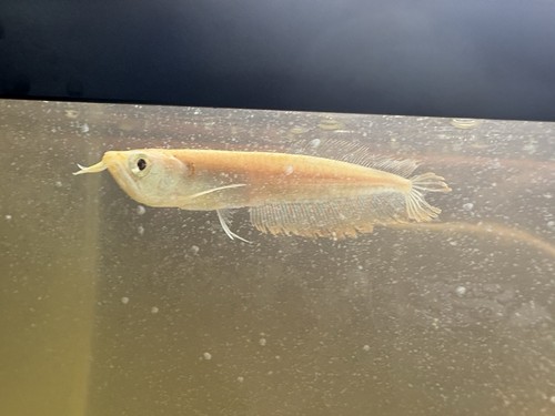 Albino silver arrowana arowana - silver,