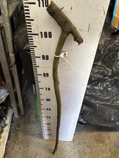 BLACKTHORN  WALKING STICK