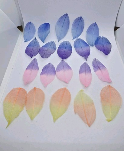 Rainbow skeleton leaves - leaves, 20