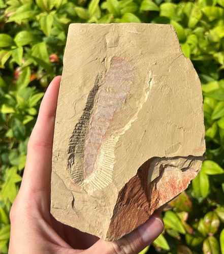 Rare guangweicaris arthropod - guangweicaris,