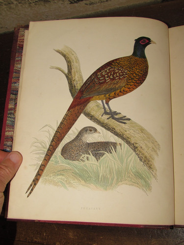 1855 british game - birds, and