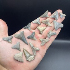 Shark Tooth Lot Including