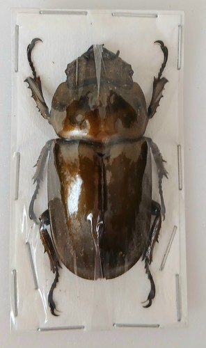 Allotopus rosenbergi bronze - allotopus,