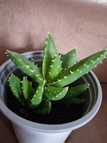 Aloe vera plant - vera,