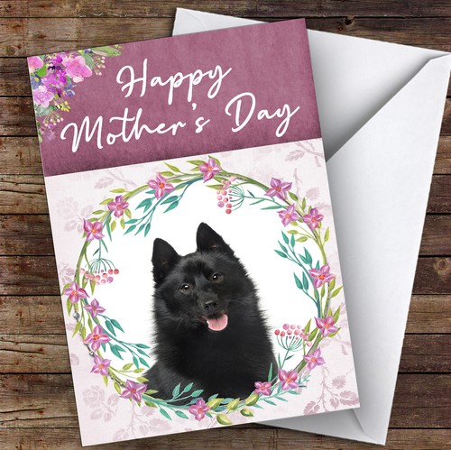 Schipperke dog traditional - schipperke,
