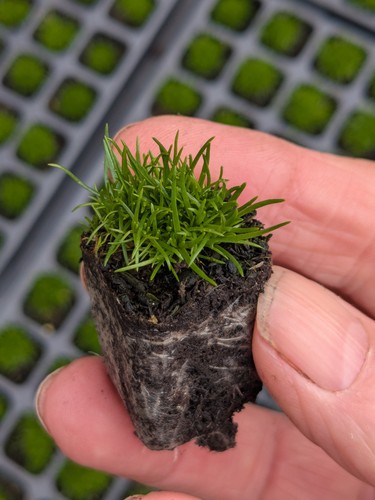 Irish moss 2cm plug - irish,
