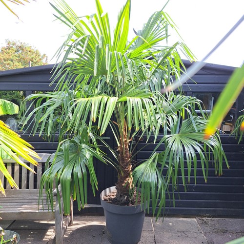 Trachycarpus fortunei hardy - fortunei,