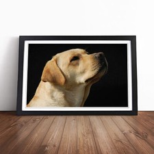 Yellow Labrador Dog (2) Wall