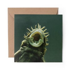 Blank greeting card - greeting,