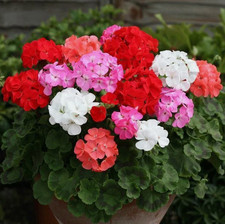 6 GERANIUM CABARET Mixed