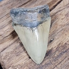 Megalodon shark fossil tooth - megalodon,
