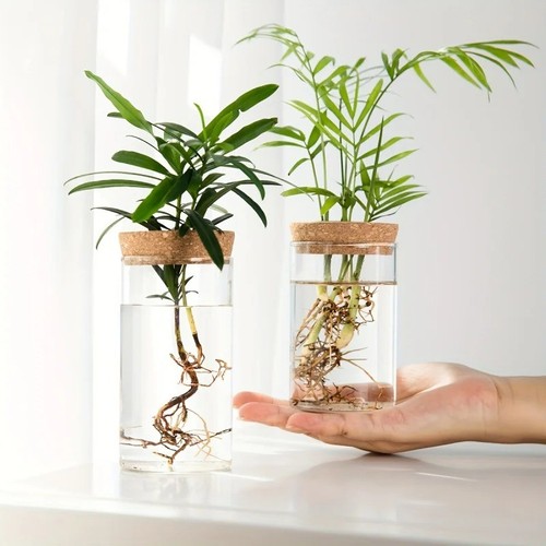 1pc hydroponic glass plant - 1pc,